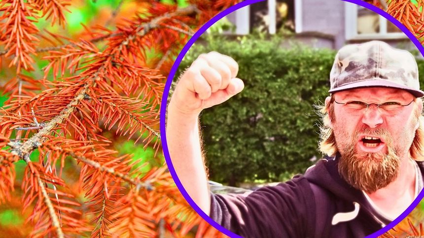 Prawo reguluje kwestię gałęzi sąsiada.