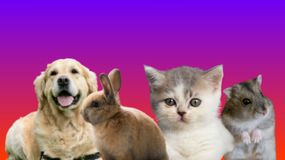 Jaki jest twój język miłości?