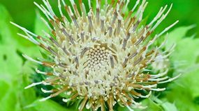 To "czarcie" zioło ma wiele właściwości