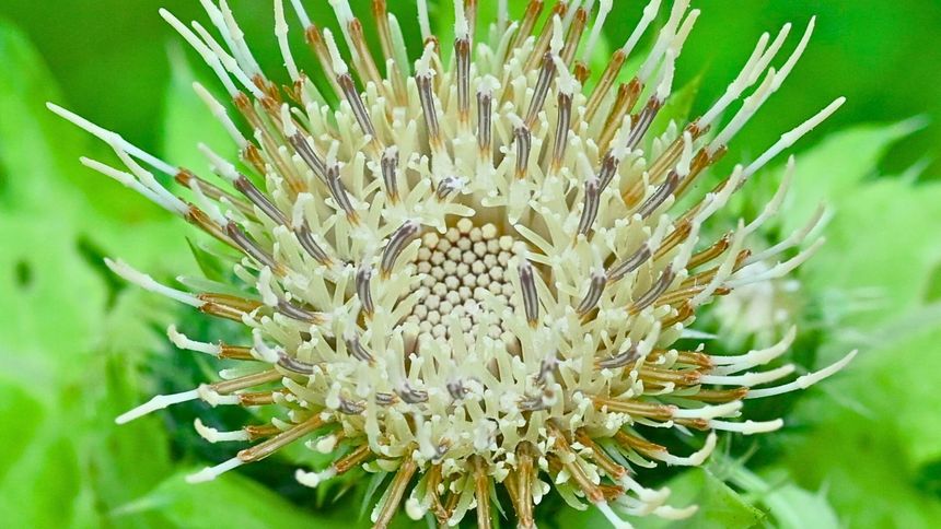 To "czarcie" zioło ma wiele właściwości