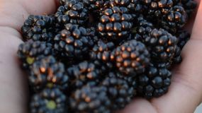 To dlatego warto jeść jeżyny