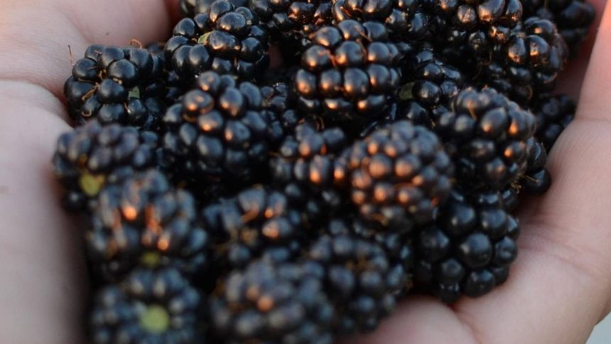 To dlatego warto jeść jeżyny