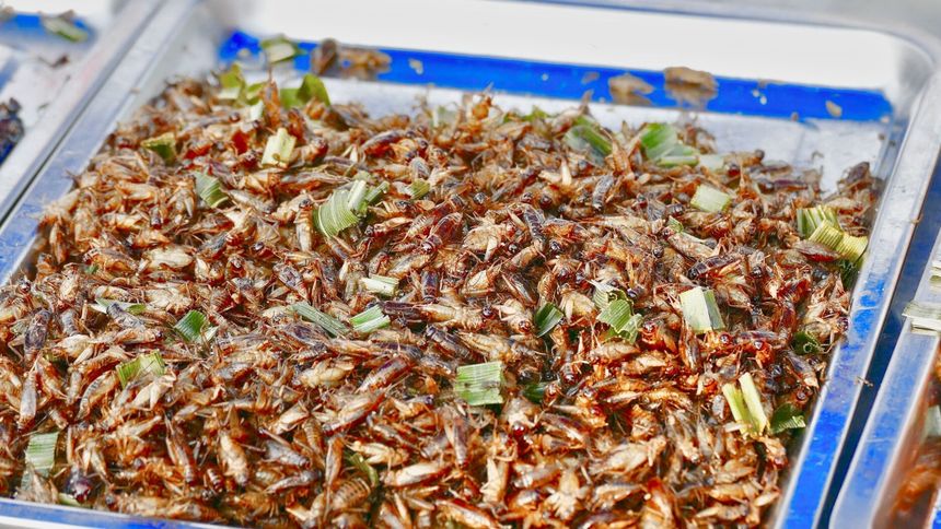 Larwy owadów są bardzo zdrowe