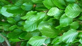 Młode liście buku to niedoceniona roślina o szerokim spektrum działania