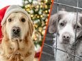 Pies i kot nie powinny trafiać do domu jako prezent pod choinkę