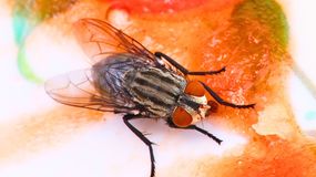 Proste sposoby na muszki w domu