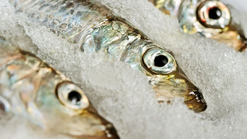 Ryba, która zmieniła bieg historii