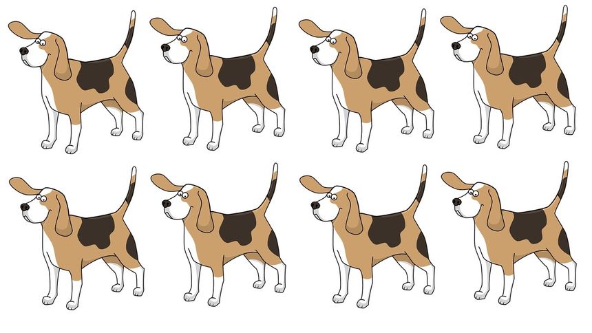 Test na IQ. Który pies jest inny?