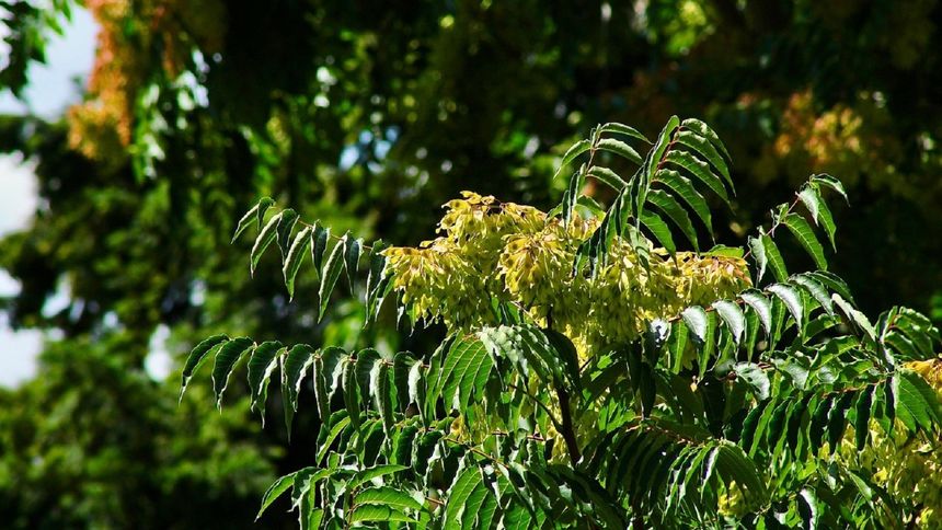 To drzewo jest w Polsce zakazane. Dlatego warto je szybko ściąć