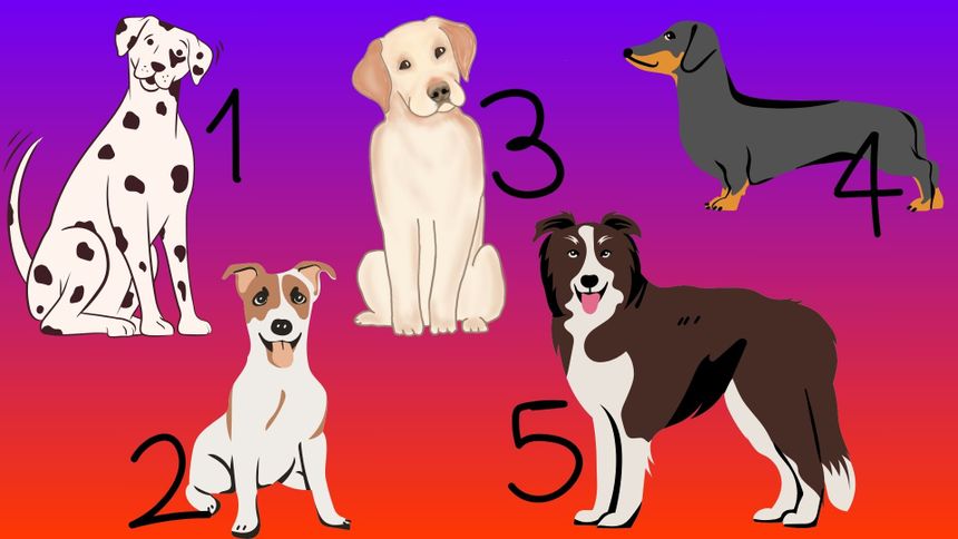 Psychotest. Wybierz psiaka i poznaj swoje ukryte cechy!