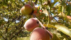 Ten owoc jest rakowym pogromcą. Polacy mogą kupić w Lidlu i Biedronce