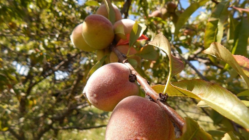 Ten owoc jest rakowym pogromcą. Polacy mogą kupić w Lidlu i Biedronce