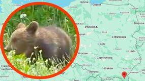 Nadleśnictwo Baligród udostępniło wyjątkowe wideo