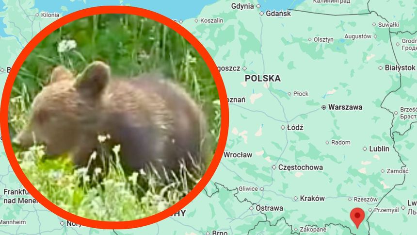 Nadleśnictwo Baligród udostępniło wyjątkowe wideo