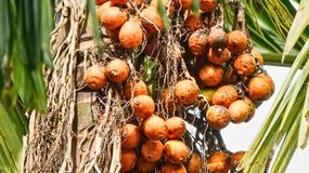 Te orzechy w niektórych krajach są zakazane