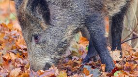 To zwierzę może być niebezpieczne
