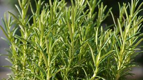 Rozmaryn to zapomniana przyprawa