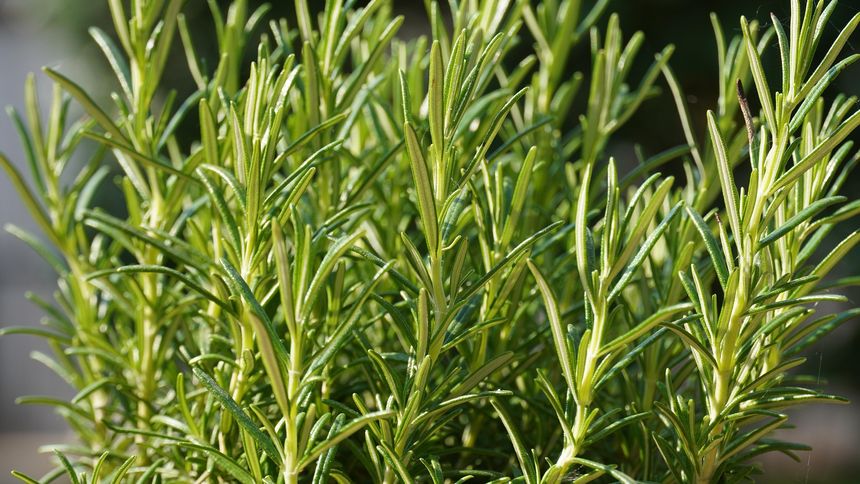 Rozmaryn to zapomniana przyprawa