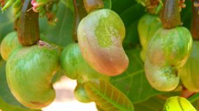 Ta roślina jest najbardziej trująca. Jej owoce to wielki przysmak dla ludzi