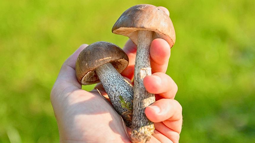 O tej porze najlepiej iść na grzyby