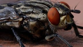 W jaki sposób można pozbyć się much?