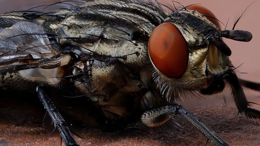 W jaki sposób można pozbyć się much?