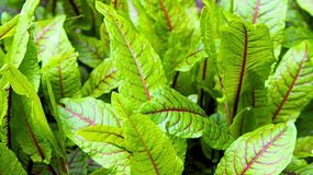 Szczaw a zdrowie nerek