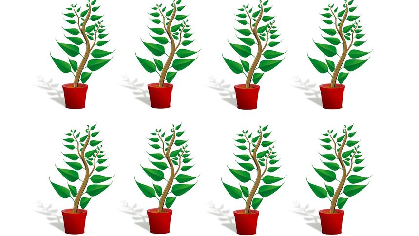 Test na IQ. Która roślina jest inna?