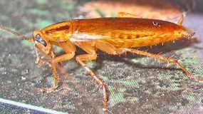 Te owady przenoszą groźne choroby