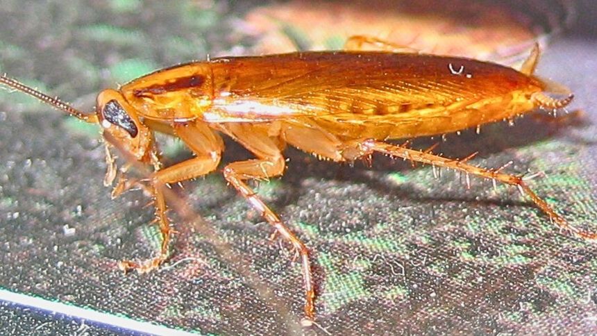 Te owady przenoszą groźne choroby