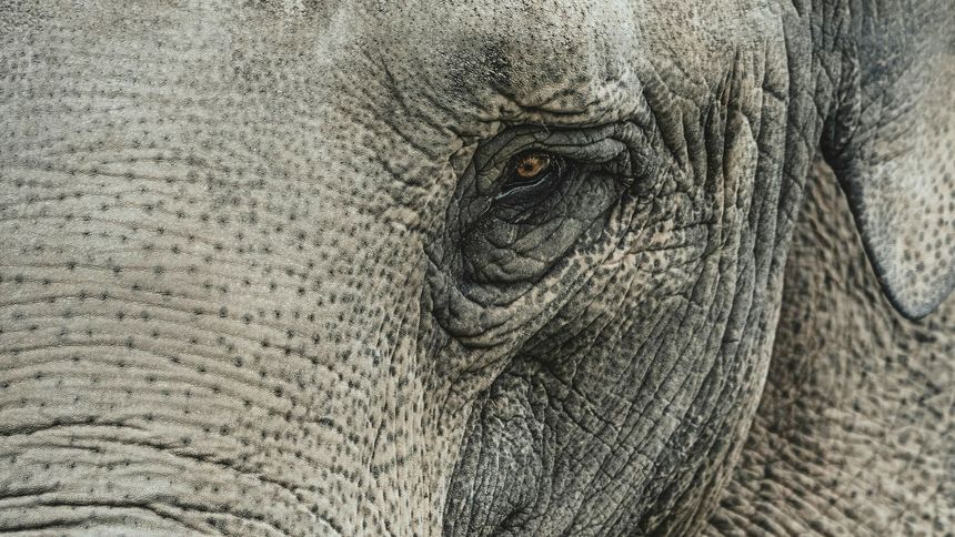 Tragedia na safari. Słonie zaatakowały ludzi