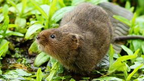 Karczownik żeruje w polskich ogrodach