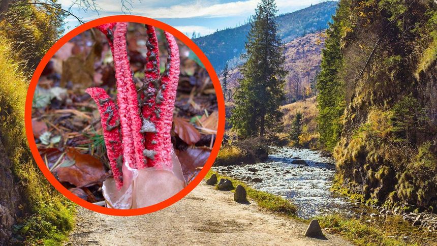 Kosmiczny grzyb pojawił się w Tatrach