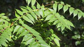 To drzewo jest nielegalne w Polsce