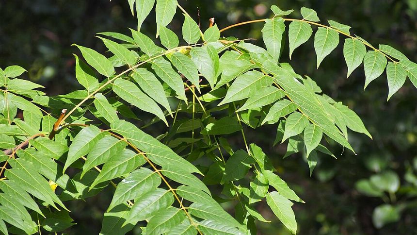 To drzewo jest nielegalne w Polsce