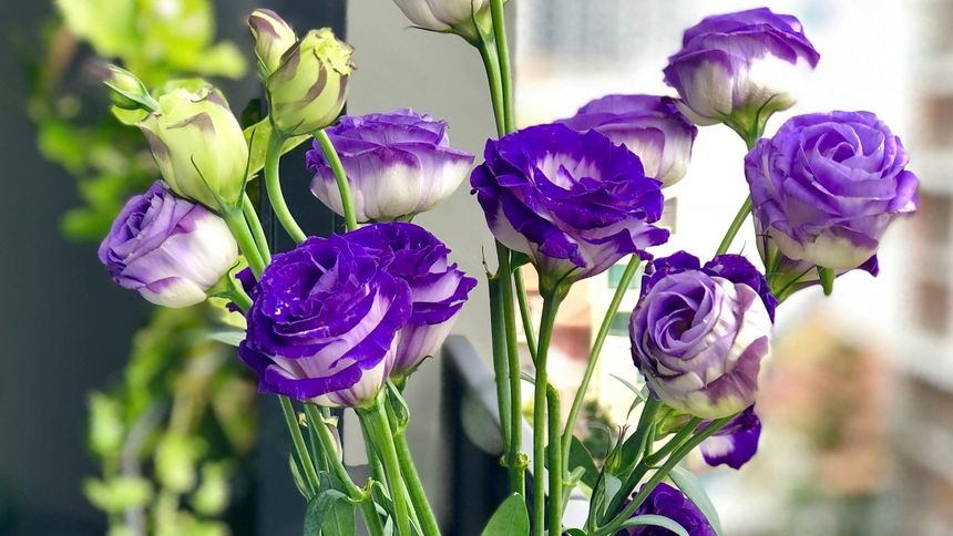 Specjaliści bija na alarm. Trafiają do Europy z kwiatami