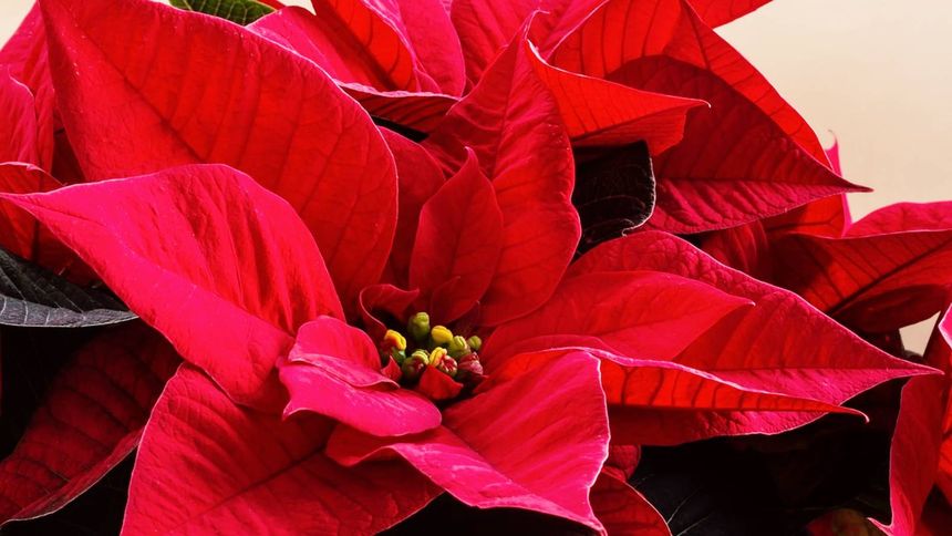 Gwiazda Betejemska. Jak o nią dbać?