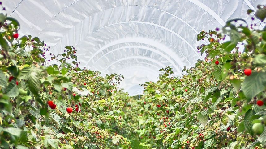 Polska eksportuje te owoce na cały świat