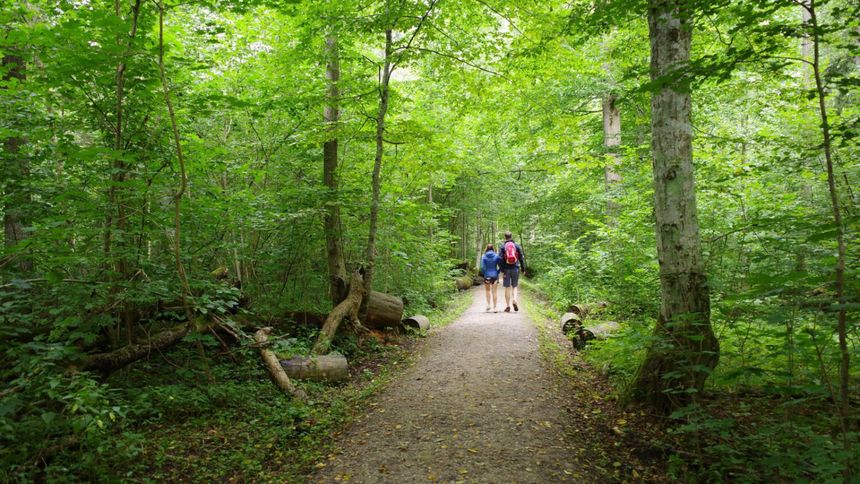 Obcy w polskich lasach. "Wkraczają w nasze środowisko"