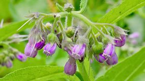 Ta roślina ma niezwykłe właściwości