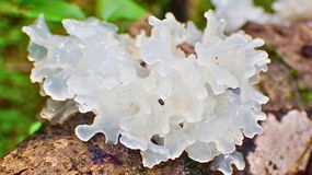 Ten grzyb zdziała cuda