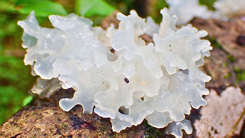 Ten grzyb zdziała cuda