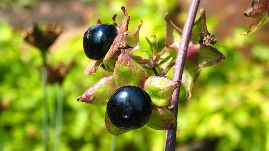 Ten owoc jest niebezpieczny 