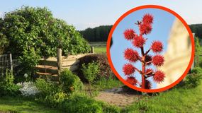 Ta roślina jest silnie trująca