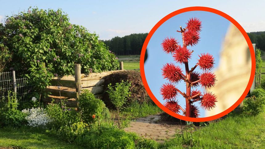 Ta roślina jest silnie trująca