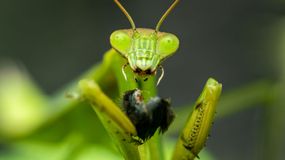 Tak nigdy nie postępuj z modliszką