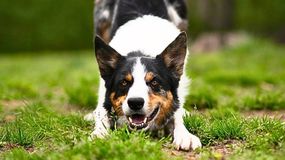 Sprawdź, co chce przekazać ci pies