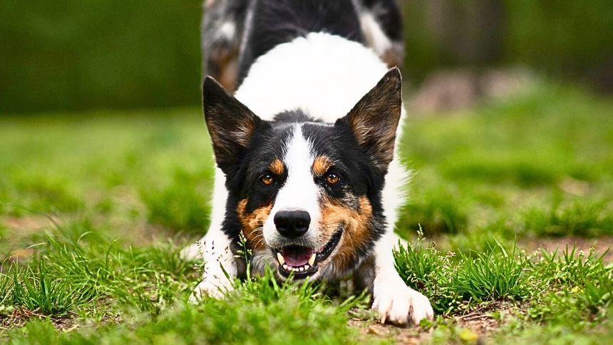 Sprawdź, co chce przekazać ci pies