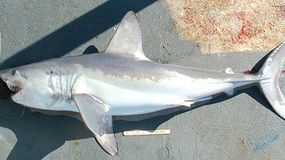 Tego rekina możesz spotkać w Morzu Bałtyckim