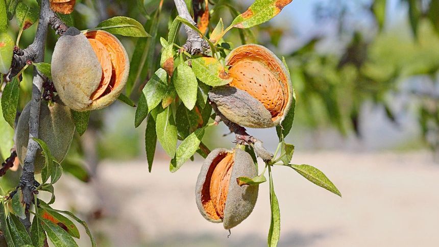 Te orzechy są bardzo zdrowe